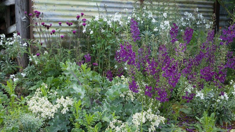 Le piante dimenticate tornano in giardino. Cresce nella sabbia e fiorisce per diverse settimane.