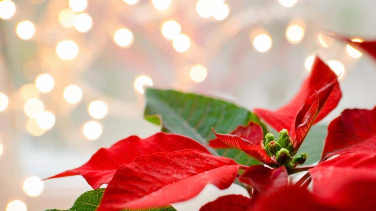 Non è solo una pianta: il motivo per cui la stella di Natale è il simbolo più amato del Natale
