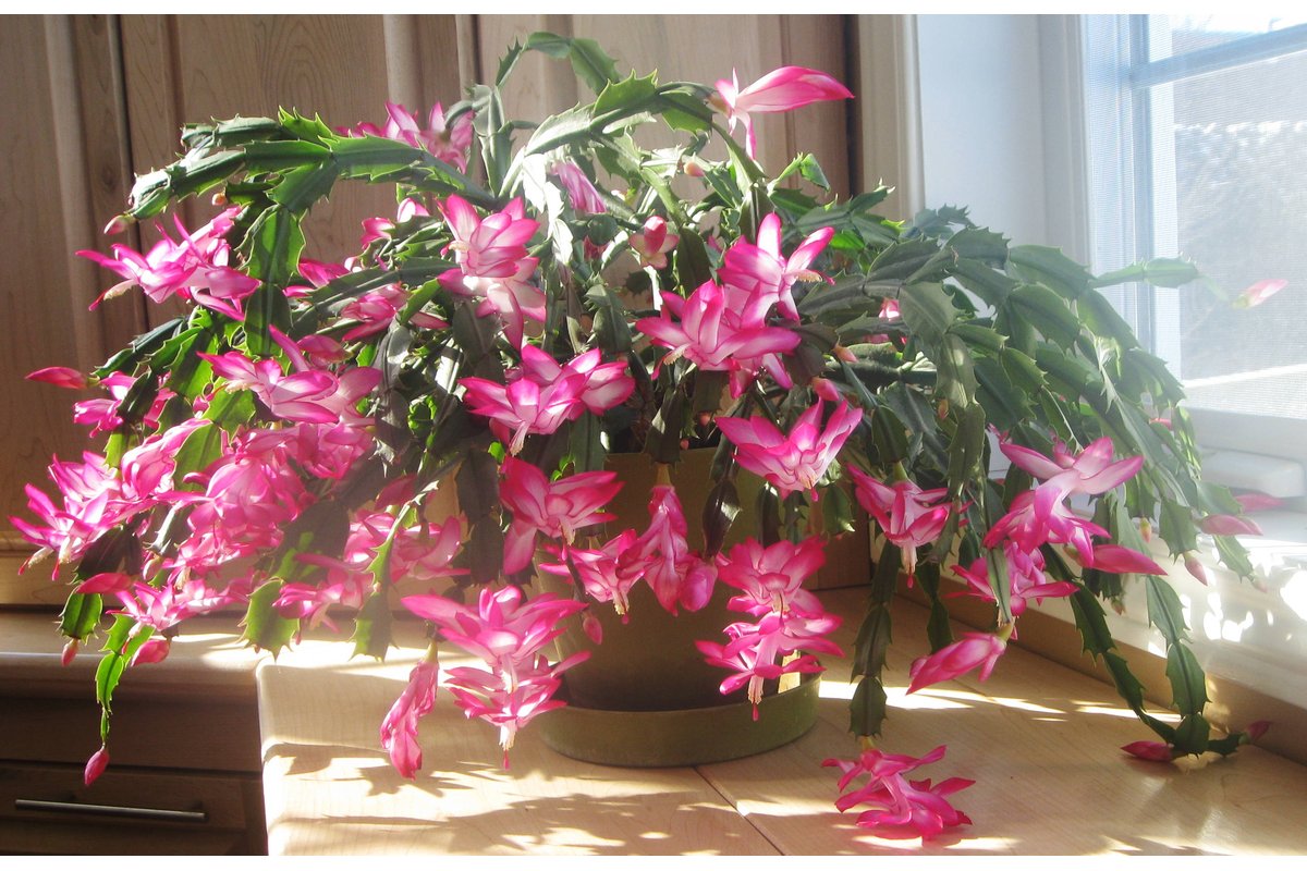 Cactus di Natale con fondi di caffè sparsi intorno al vaso.