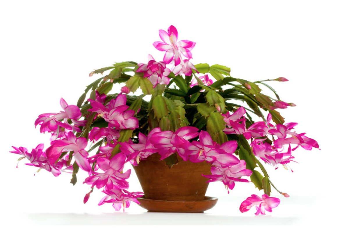 Cactus di Natale con fondi di caffè alla base