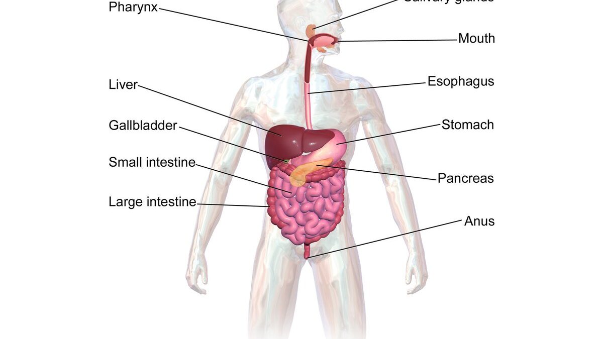 Un assortimento di frutti freschi su un tavolo di legno chiaro.