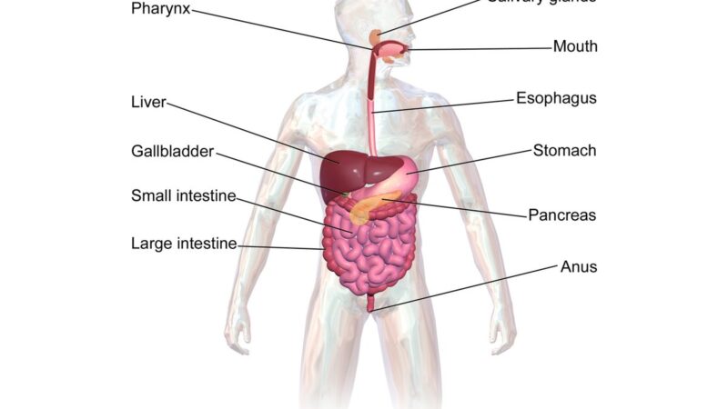 Un assortimento di frutti freschi su un tavolo di legno chiaro.