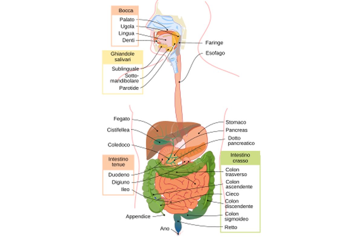 Varietà di banane mature su un tavolo di legno chiaro.
