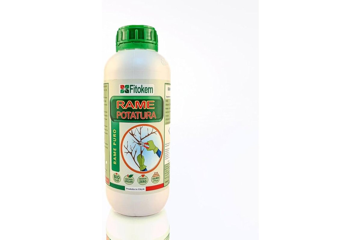 Cespuglio in piena fioritura senza potatura o concime.