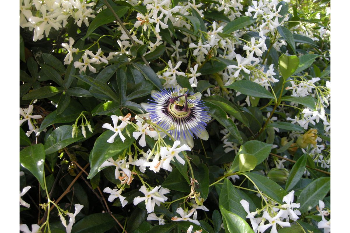 Gelsomino in fiore con petali bianchi e profumo intenso.