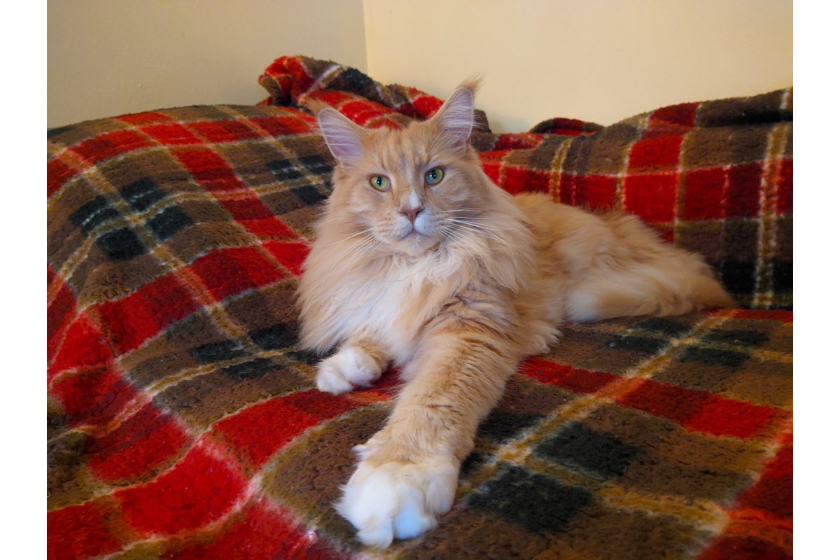 Gatto accoccolato sulle ginocchia di un anziano seduto su una poltrona.