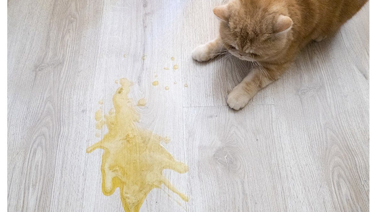 Flacone di detergente naturale per eliminare odori di urina di gatto