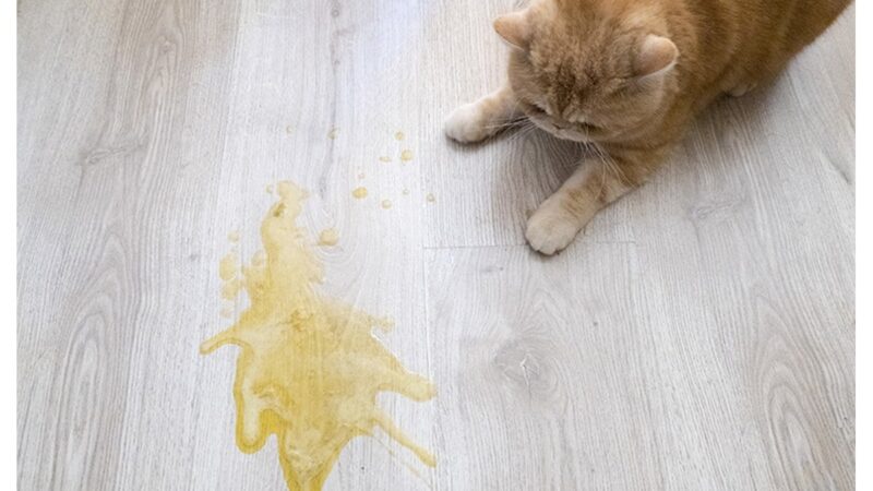 Flacone di detergente naturale per eliminare odori di urina di gatto