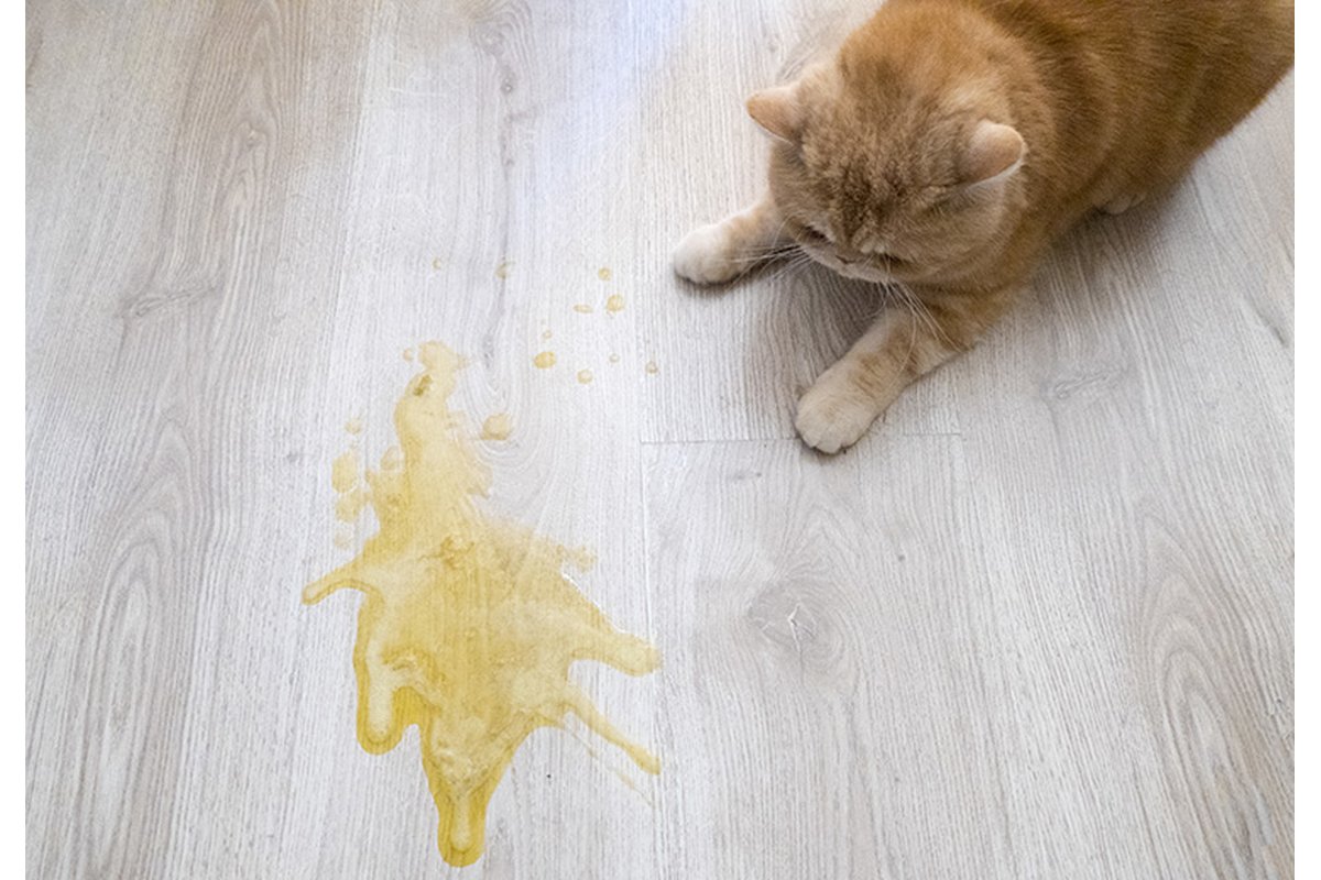 Flacone di detergente naturale per eliminare odori di urina di gatto